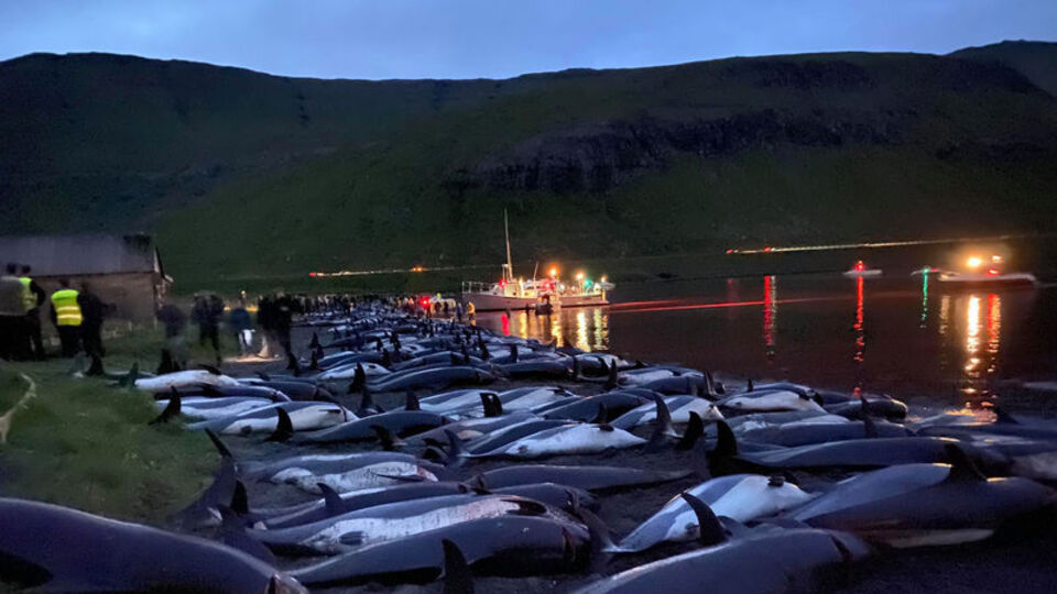 Hayvan hakları savunucusu yunus ve balina katliamını anlattı!