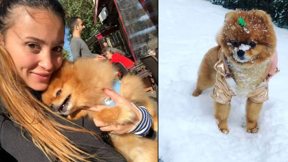 Köpek otelindeki ölüme suç duyurusu