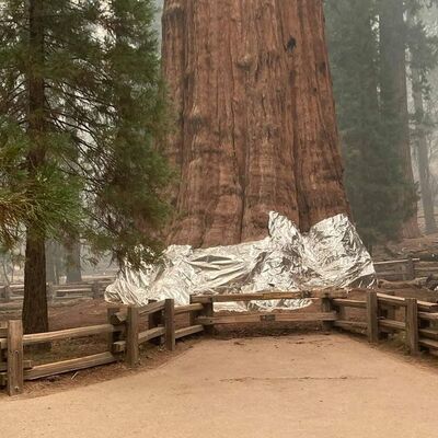 Yangından korumak için ağaçlara alüminyum folyo sarıldı!
