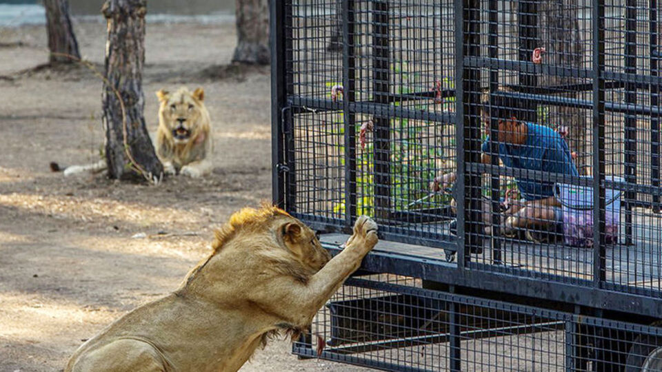 Antalya'da telli kamyonetle aslan safarisine tepki!