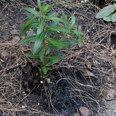 Marmaris küllerinden doğuyor