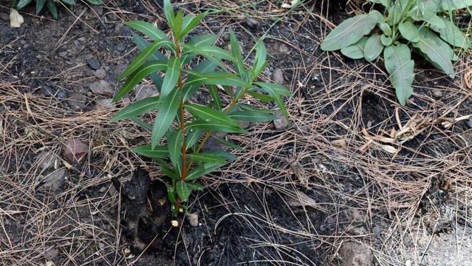 Marmaris küllerinden doğuyor