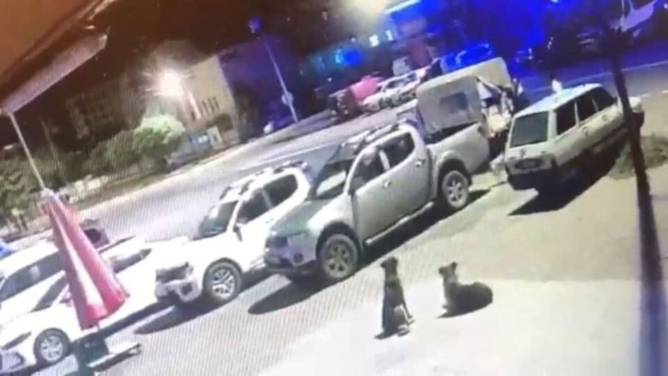 Boynunlarına ip takarak sokak köpeklerini topladı
