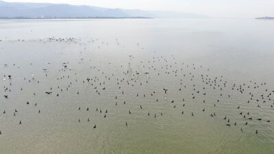 Binlerce kuş için tehlike büyüyor!