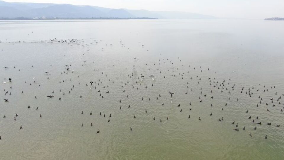 Binlerce kuş için tehlike büyüyor!