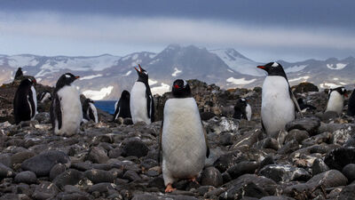 Nesli tükenmekte olan 63 penguen arı saldırısında öldü!