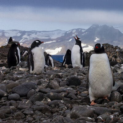 Nesli tükenmekte olan 63 penguen arı saldırısında öldü!