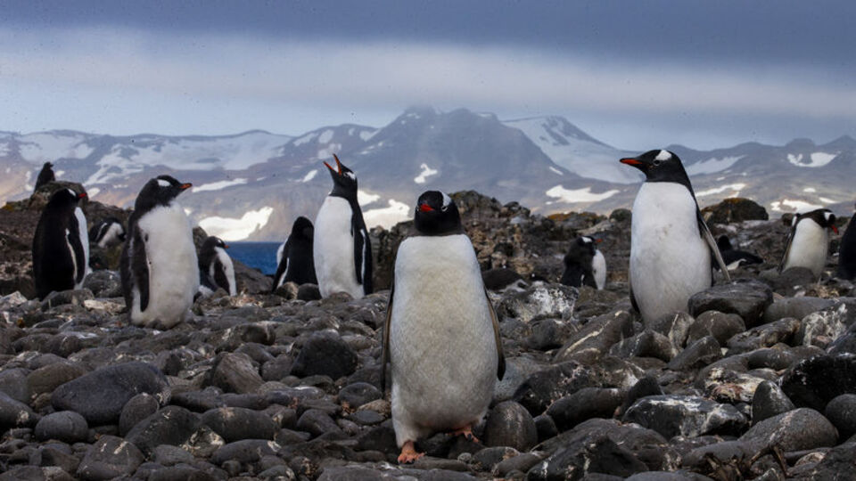 Nesli tükenmekte olan 63 penguen arı saldırısında öldü!