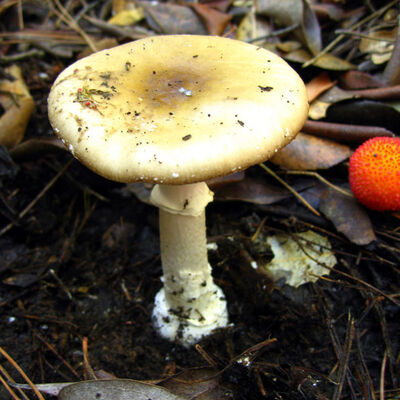 Sakın yemeyin! Renk değiştiriyor, taklit ediyor