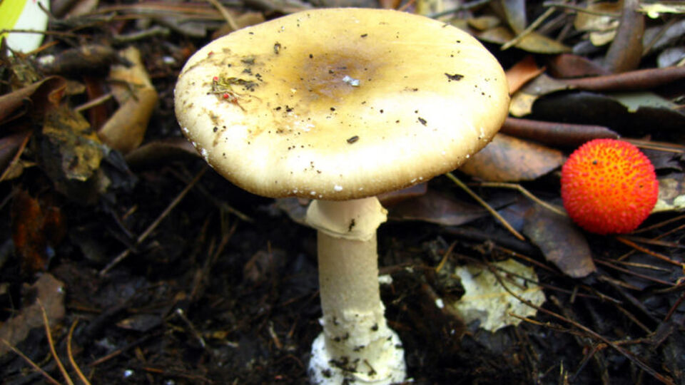 Sakın yemeyin! Renk değiştiriyor, taklit ediyor