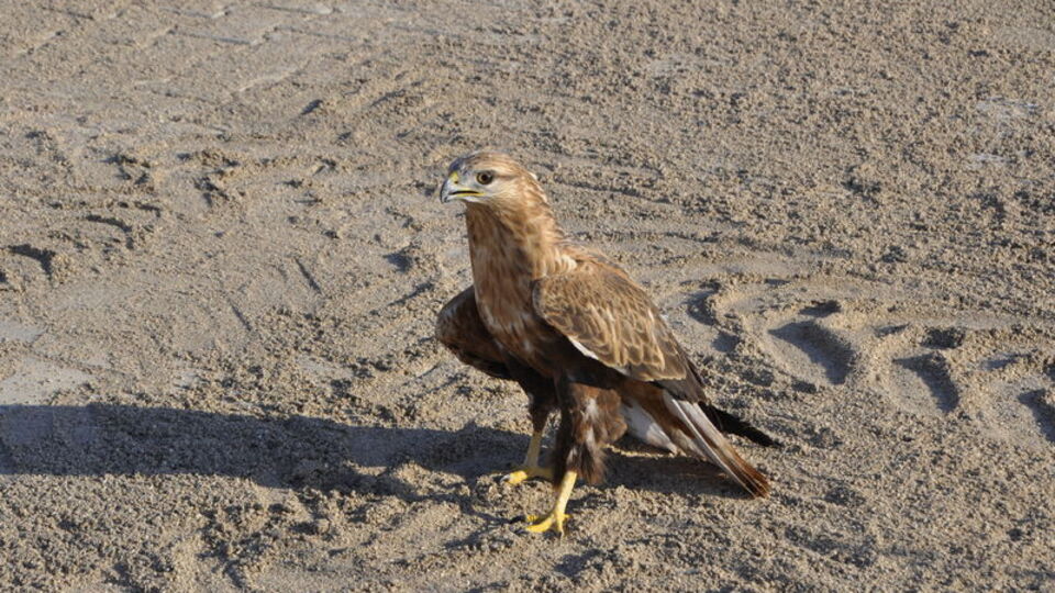 Vatandaşlar bulmuştu, tedavisi tamamlandı