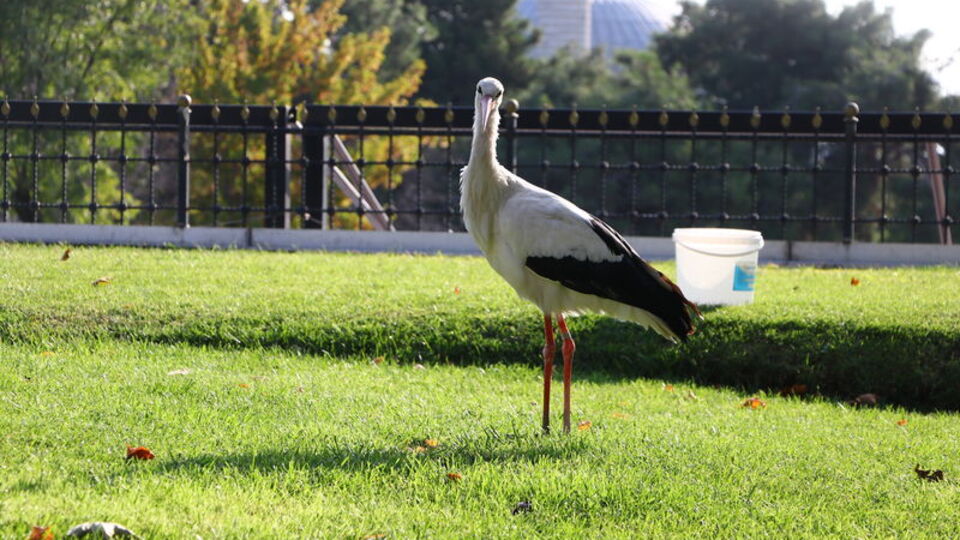 Sürüsünden ayrıldı, tarihi çarşıya kondu!