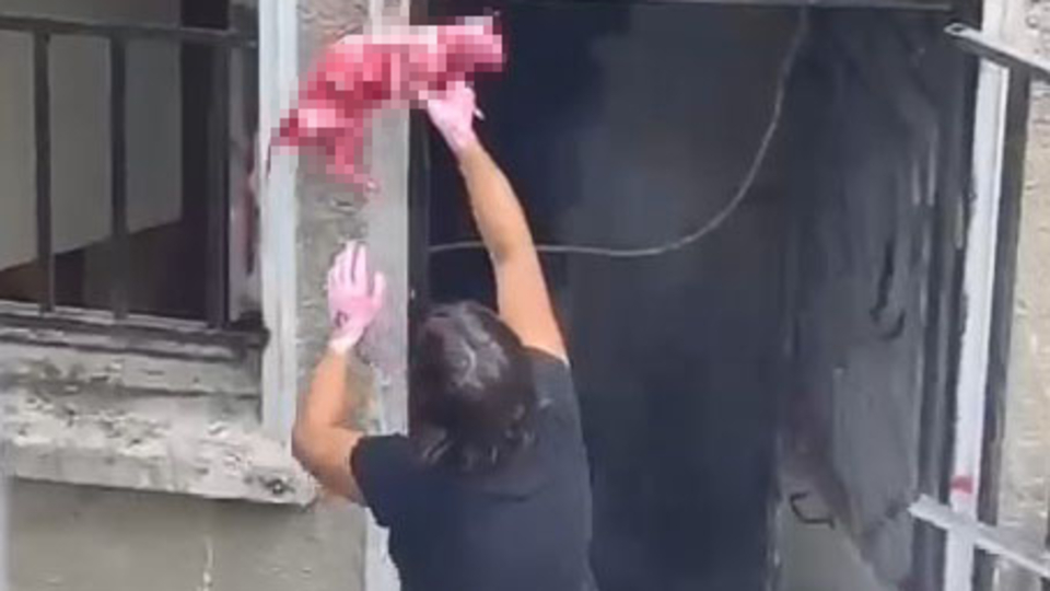 Şok! Şişli'de ölü kediyi boyayıp pencereye astı!