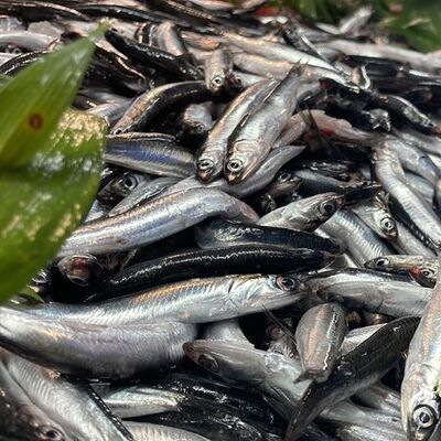 Hamsinin kilosu 40 TL'ye çıktı! İşte nedeni!