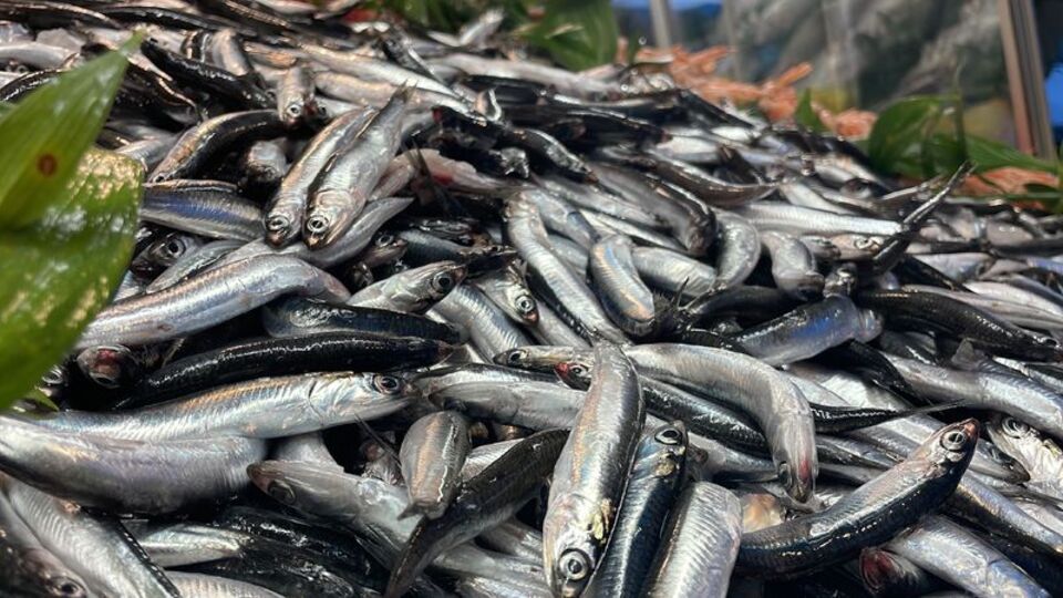 Hamsinin kilosu 40 TL'ye çıktı! İşte nedeni!