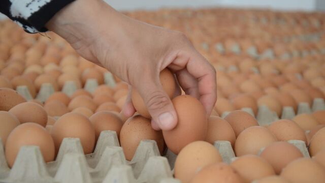 Türkiye'den Singapur'a yumurta ihracatı başladı