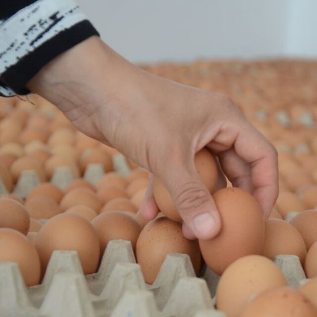 Türkiye'den Singapur'a yumurta ihracatı başladı
