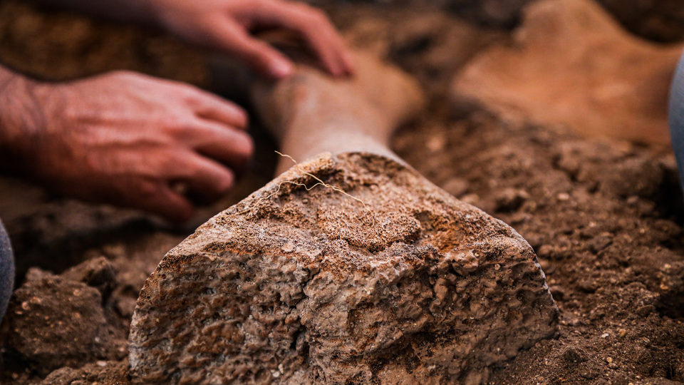 Kahramanmaraş'ta bulundu... "Korunma durumları çok iyi"