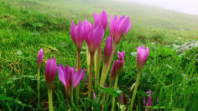 Doğu Karadeniz yaylalarında vargit çiçeği güzelliği