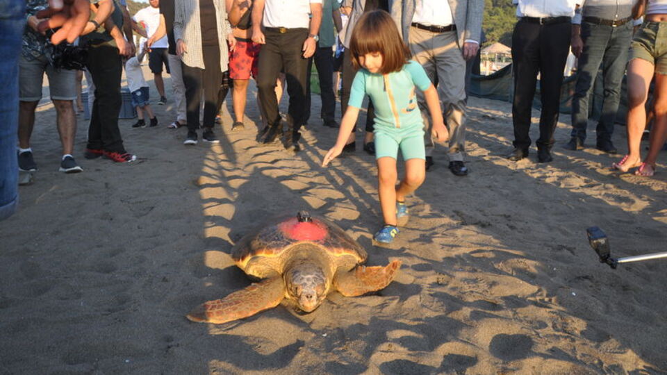 Uydu takip cihazı takılan 3 caretta caretta denize bırakıldı