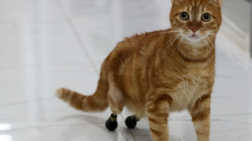 Kedi Pika, protezine özel yeni ayakkabılarıyla yürüyor