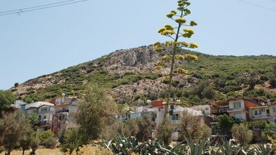 Ömründe bir kez çiçek açıyor, sonra ölüyor!