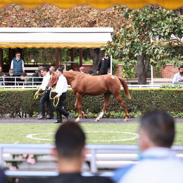 "Cengaver" 680 bin liraya satıldı