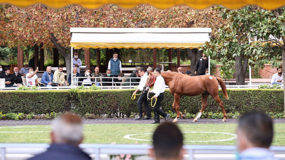 "Cengaver" 680 bin liraya satıldı