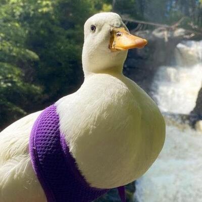 Sosyal medya fenomeni ayda 4 bin 500 dolar kazanıyor