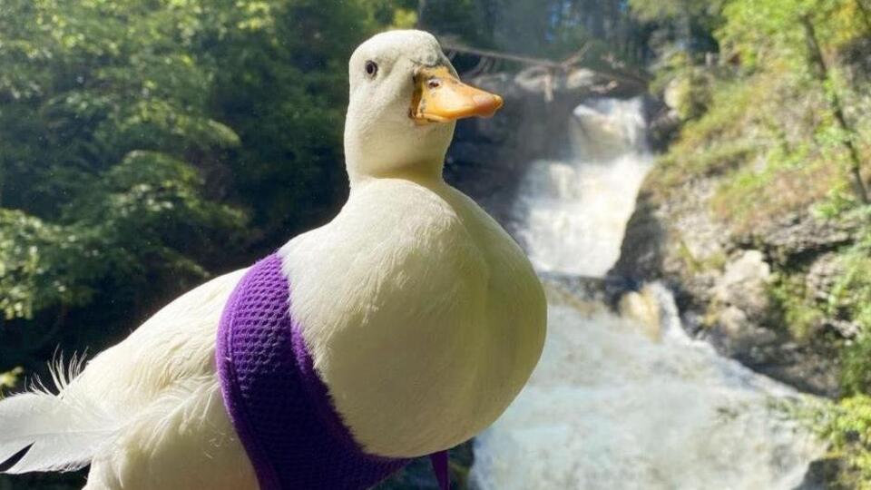 Sosyal medya fenomeni ayda 4 bin 500 dolar kazanıyor