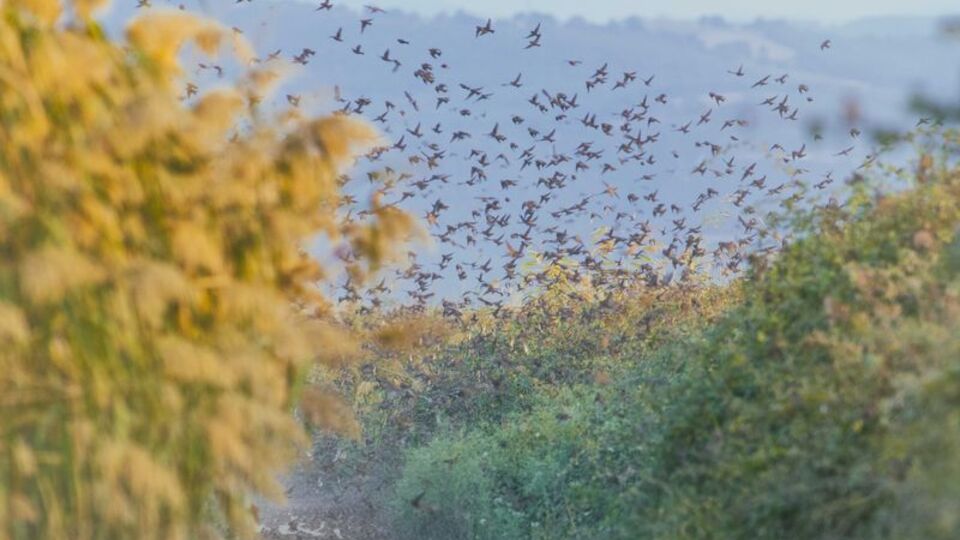 Muhteşem göç böyle görüntülendi