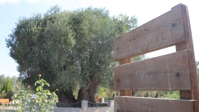 Dünyanın meyve veren en yaşlı anıt zeytin ağacı!