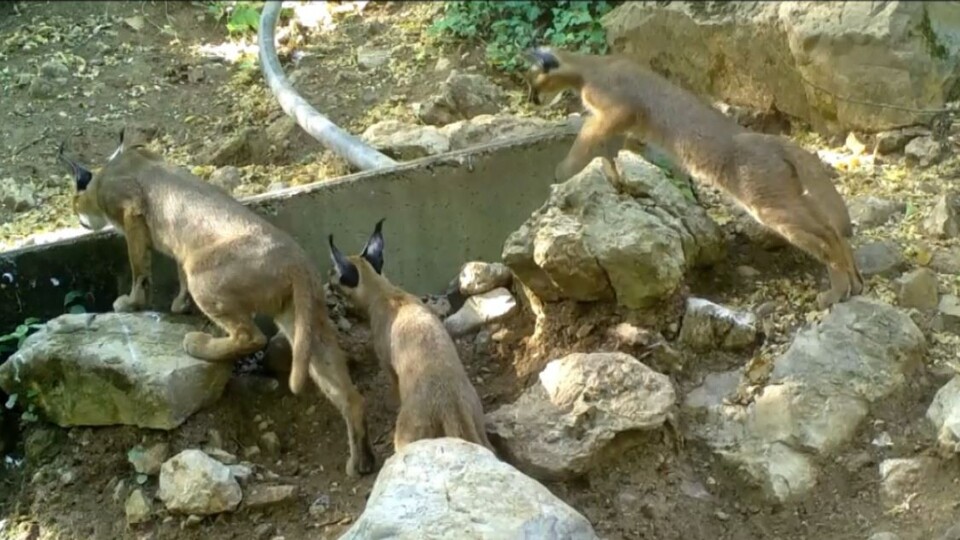 'Ormanın hayalet kedisi' fotokapanla görüntülendi