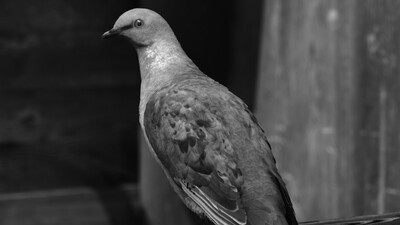 'Başka Kıyamet Mümkün'