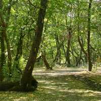 Aromaterapi turlarının yeni rotası: Köyceğiz