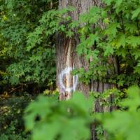 Kleopatra’nın güzellik iksiri: Sığla yağı