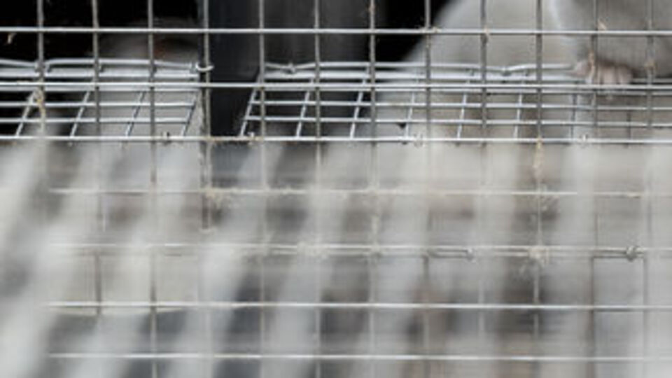 Vizonlar Covid-19'a karşı aşılanacak