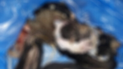 Kuşadası'nda vahşet: Dört köpek canice öldürüldü