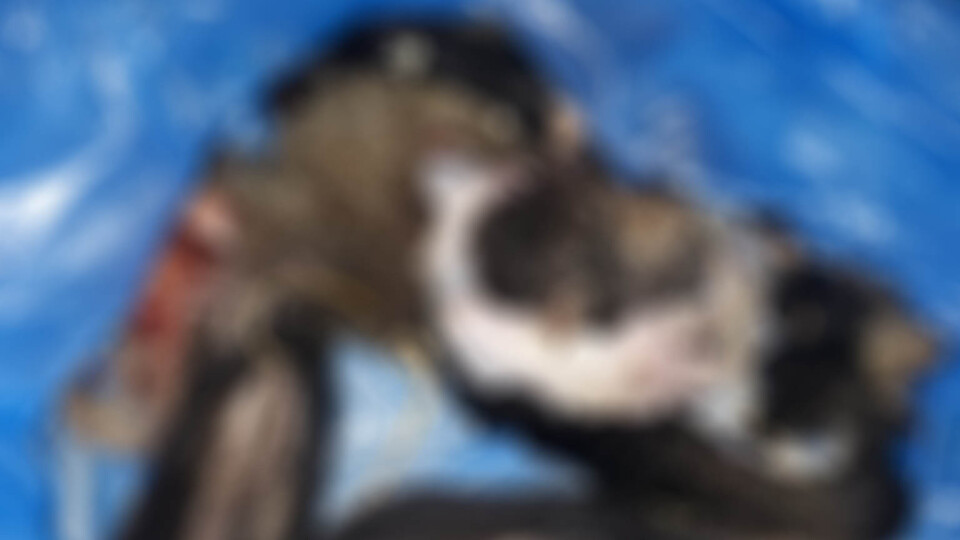 Kuşadası'nda vahşet: Dört köpek canice öldürüldü