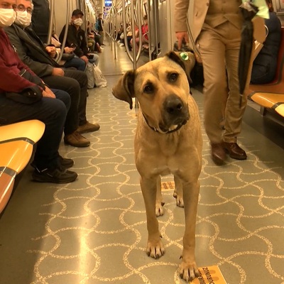 Mikroçiple takip ediliyor! Bir günde kaç durak gezdi?