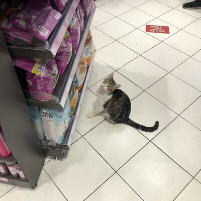 Zorla mama aldıran 'dilenci kedi' fenomen oldu