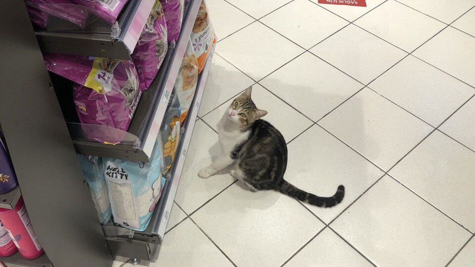 Zorla mama aldıran 'dilenci kedi' fenomen oldu