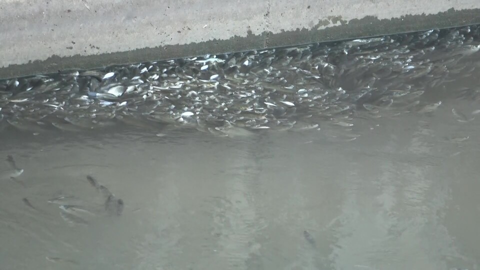 Yeşilırmak'ta feci tablo! Çok sayıda balık öldü