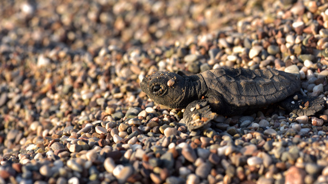3 bin 24 yavru caretta caretta denizle buluştu