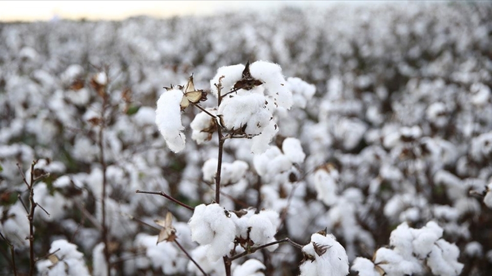 Pamukta 10 yılın zirvesi