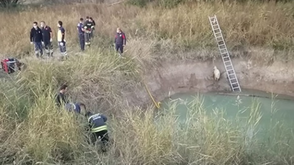 Kuzusunu kurtarmak isterken öldü