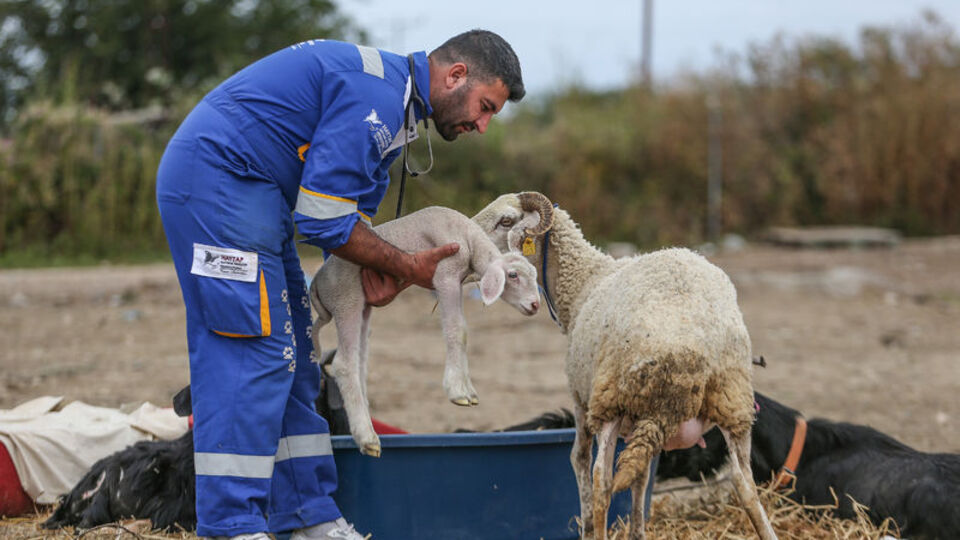 Orman yangınından kurtarılan koyunun kuzusuna Barış adı verildi