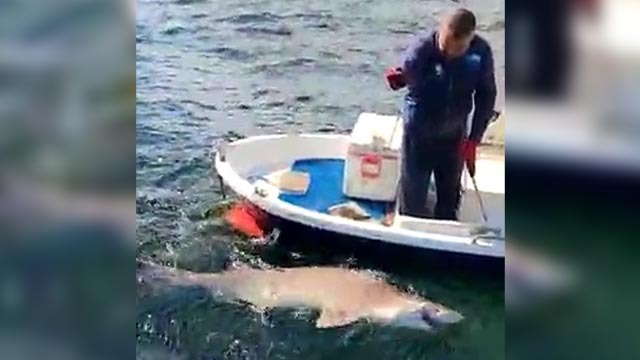 Çanakkale Boğazı'nda yakalandı! Boyu 2,5 metre