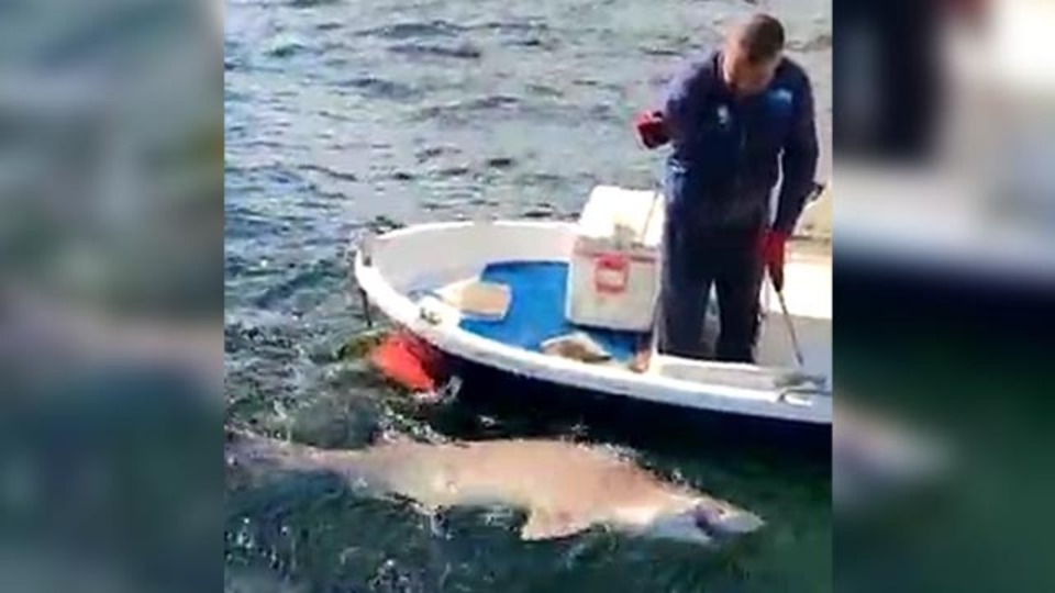 Çanakkale Boğazı'nda yakalandı! Boyu 2,5 metre