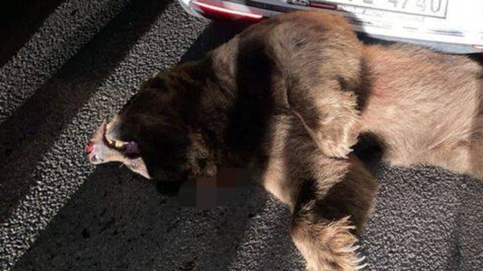 Bursa'da otomobilin çarptığı ayı öldü